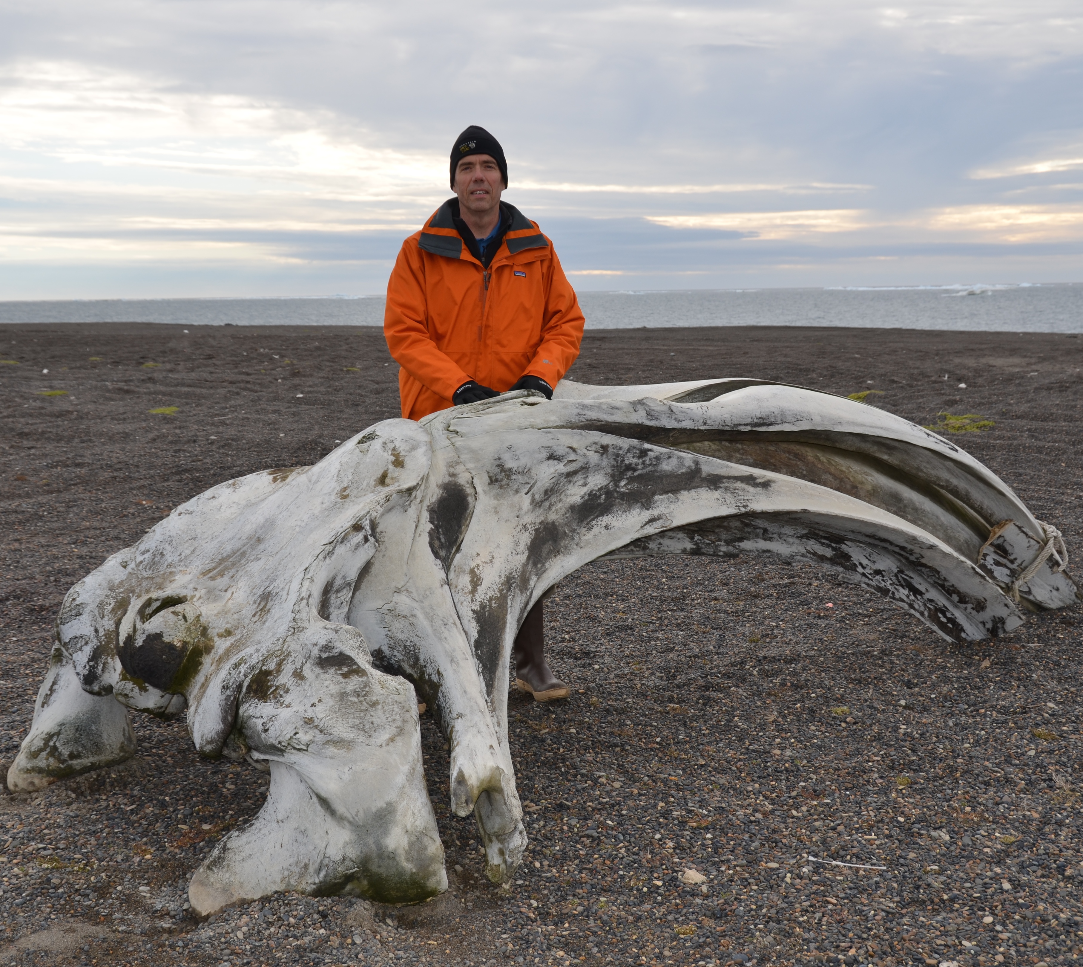 Whale skull