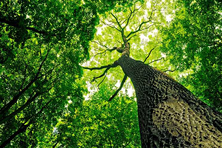 Researchers who study the interaction of plants, carbon and climate are eagerly awaiting data from NASA's upcoming Orbiting Carbon Observatory-2 mission on a nearly invisible fluorescent glow emitted from the chlorophyll contained within plants. Credit: Shutterstock