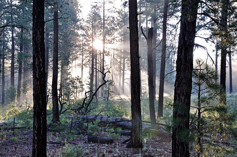 Water evaporating from forest soil in the morning sun. Soil moisture links together the cycles of water, solar energy and carbon in plants. Credit: USDA