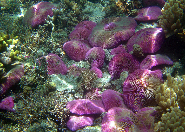 Coral reef in the Mariana Islands. Credit: NOAA/David Burdick.