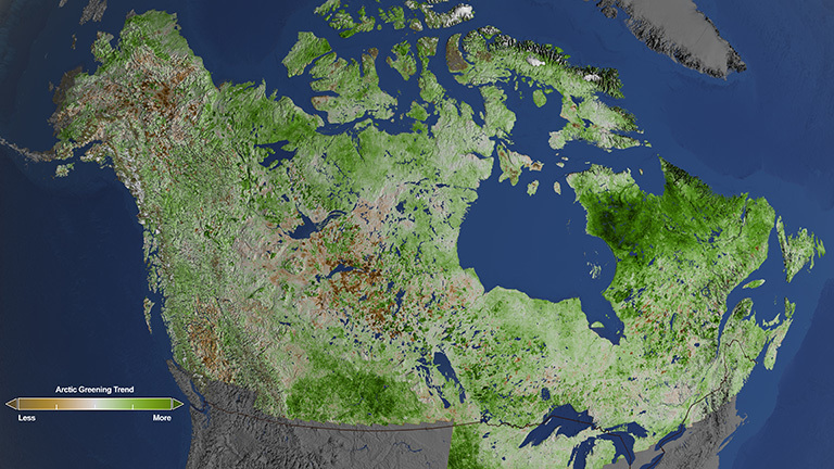 Using 29 years of data from Landsat satellites, researchers at NASA have found extensive greening in the vegetation across Alaska and Canada. Rapidly increasing temperatures in the Arctic have led to longer growing seasons and changing soils for the plants. Scientists have observed grassy tundras changing to scrublands, and shrub growing bigger and denser. From 1984–2012, extensive greening has occurred in the tundra of Western Alaska, the northern coast of Canada, and the tundra of Quebec and Labrador. Credit: NASA's Goddard Space Flight Center/Cindy Starr.