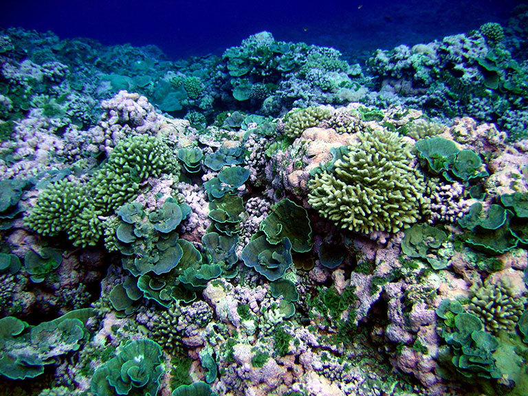 A pristine reef in American Samoa. Credit: NOAA/NMFS/PIFSC/CRED, Oceanography Team.