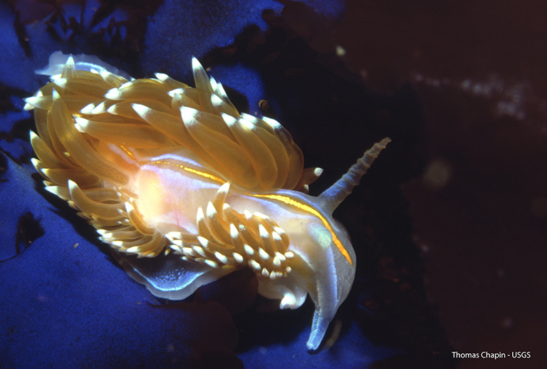 This underwater photo of a sea slug was captured with a close-up lens in Monterrey, Calif., by my first SCUBA instructor, Thomas Chapin circa 1985.