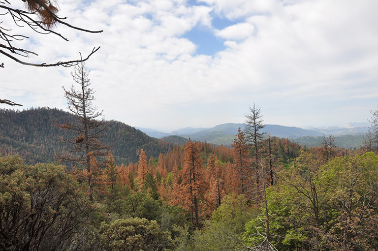 Dead and dying ponderosa (Pinus ponderosa) and sugar (P. lambertiana) pine on the Hume Lake Ranger District, Sequoia National Forest, California. Credit: USDA Forest Service.