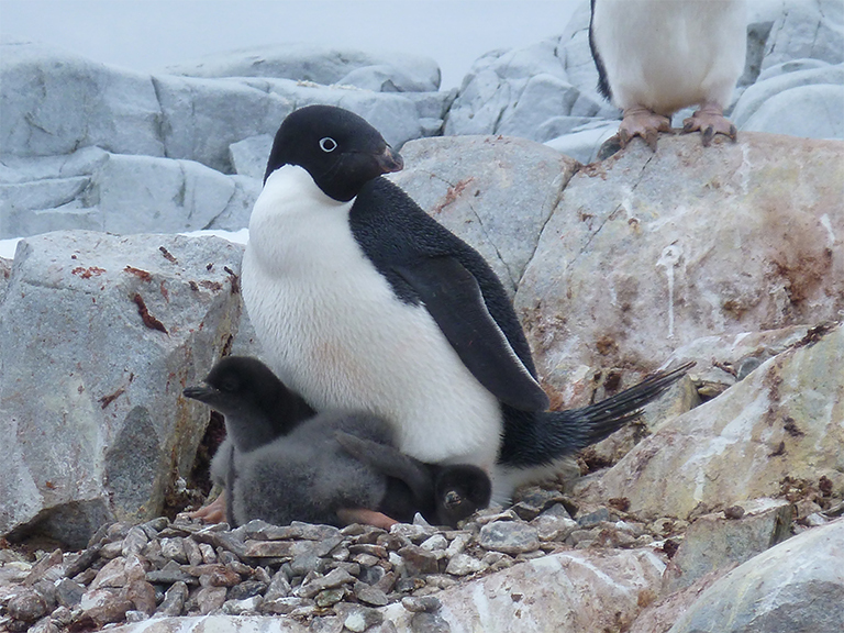 Penguin Behavior Chart