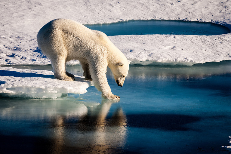 Polar bears across the Arctic face shorter sea ice season ...