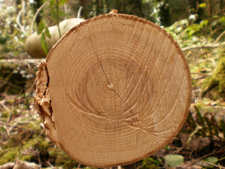 Tree rings provide snapshots of Earth's past climate – Climate Change