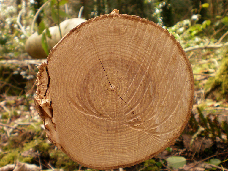 Tree Rings For Kids