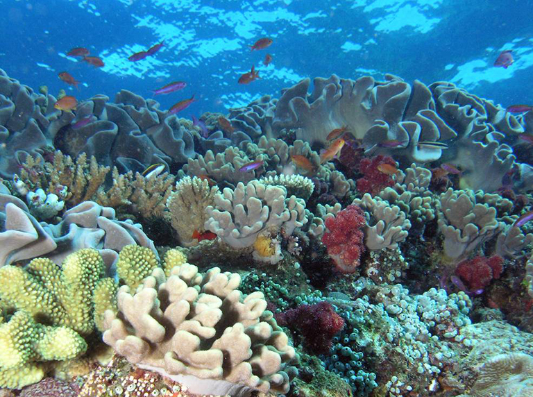 NASA tests observing capability on Hawaii's coral reefs – Climate ...