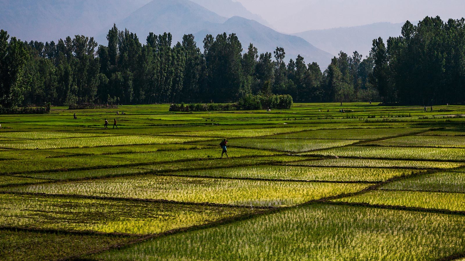 Rice paddy fields in India. Agriculture is one source of global methane emissions.