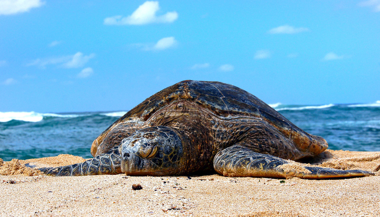 How Do Sea Turtles Impact The Environment