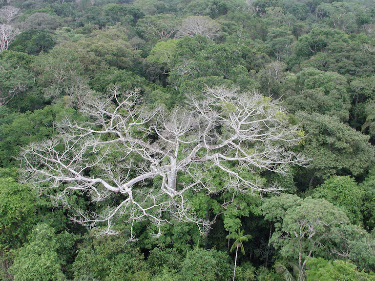 Tropical Rainforest Canopy