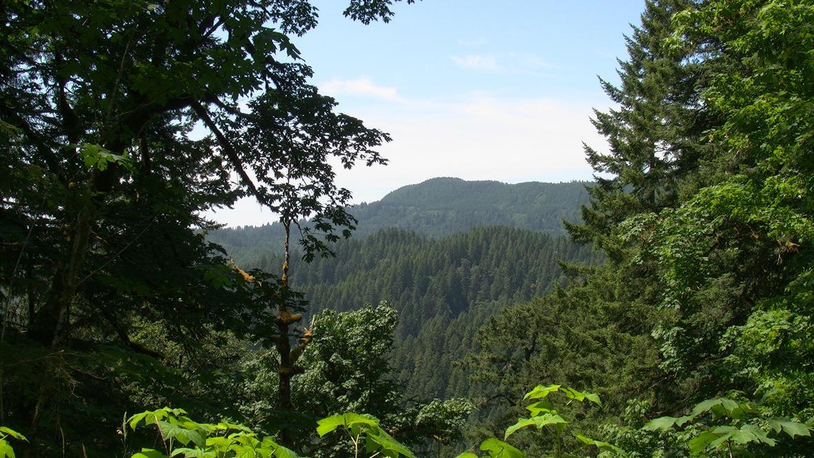 A view of Siuslaw National Forest in Oregon.