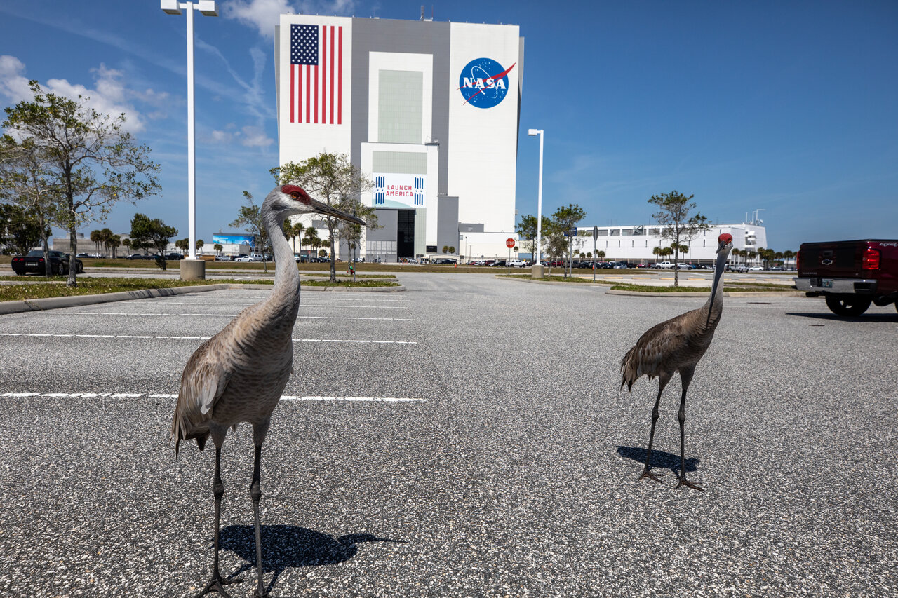 Two Sandhill cranes, with gray bodies and red feathers on their heads, stand in a parking lot in front of the VAB, with American flag and NASA logo painted on the side