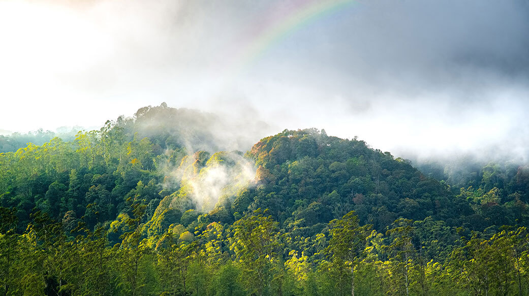 This image shows a forest giving off moisture into the air, or transpiring. When combined with moisture that evaporates from the land, both processes drive evapotranspiration, a key branch of the water cycle. As the climate warms, these processes are expected to intensify.