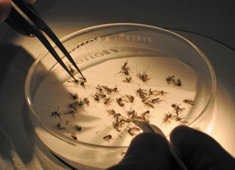 Image of scientist working with petri dish containing mosquitoes. 