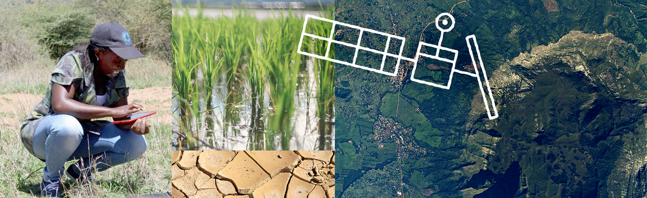 Infographic showing a researcher, rice fields, drought conditions, and satellite imagery.