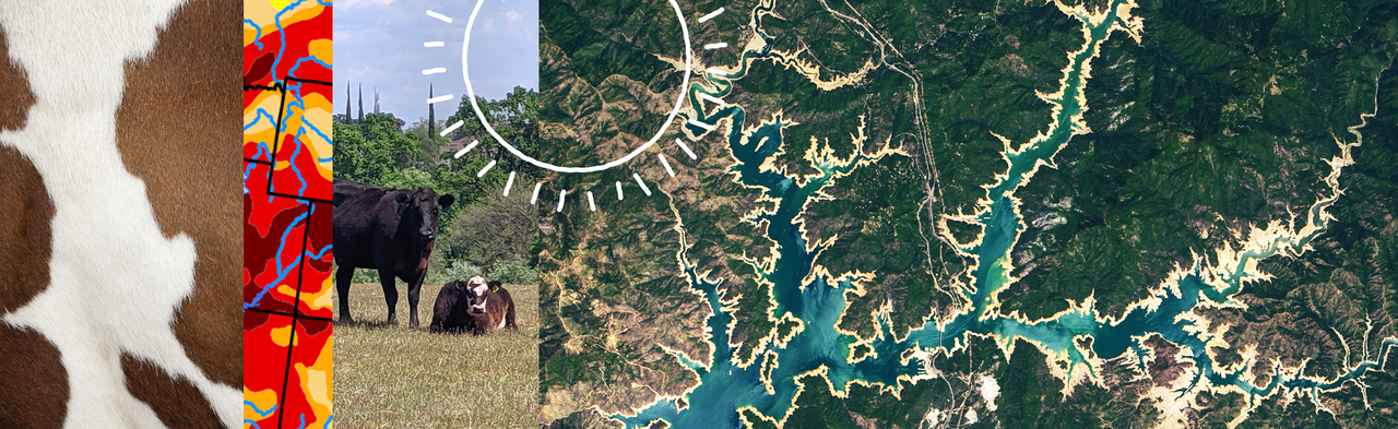 A banner image showing cows, cow print, drought maps, and satellite images of a reservoir during drought.