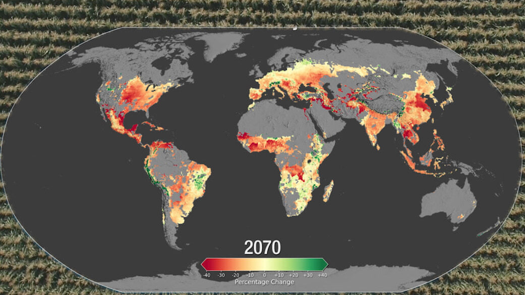Flat map of the world showing in red where decreases in corn yiles are projected to occur in 2071: parts of North america, South America, West Africa, Central Europe, India, China.