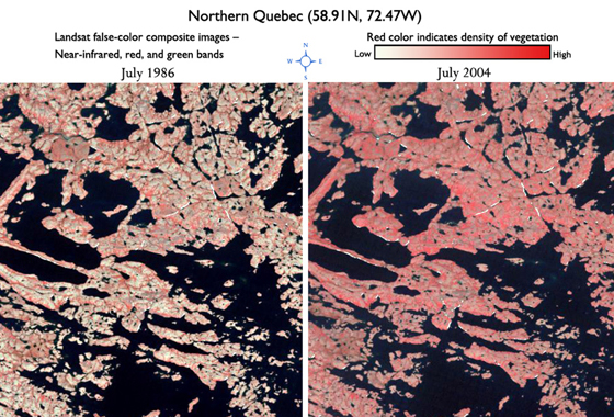Comparison of area in Northern Quebec showing increased vegetation between 1986 and 2004. In this false-color Landsat image, more red color indicates more vegetation. Credit: Jeff Masek.
