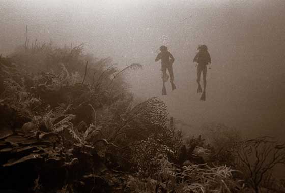The Pinnacle III reef in Discovery Bay on the north coast of Jamaica four days after its Sept. 16, 1972 discovery. The pinnacle reef rises some 110 feet from the seafloor. At the time of its discovery the reef was completely covered with corals and large tree-sized seafans. Credit: Phil Dustan.