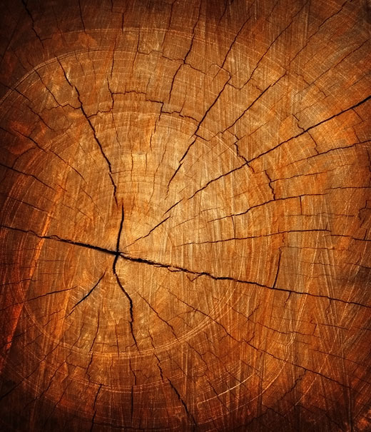 Tree ring