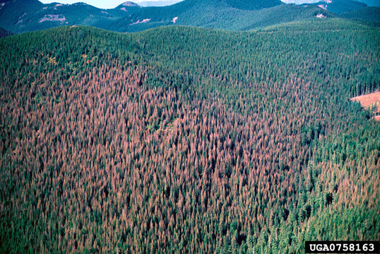 Aerial photograph of western spruce budworm outbreak at Mount Hood National Forest, Oregon.
Credit: William M. Ciesla, Forest Health Management International, Bugwood.org (source and image policy)