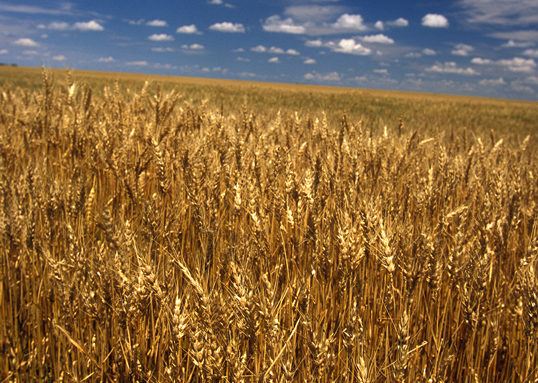 Rice and wheat crop failures can be forecast using climate and crop models in some cases, according to a new study. Above, a wheat field in Nebraska Image Credit: USDA