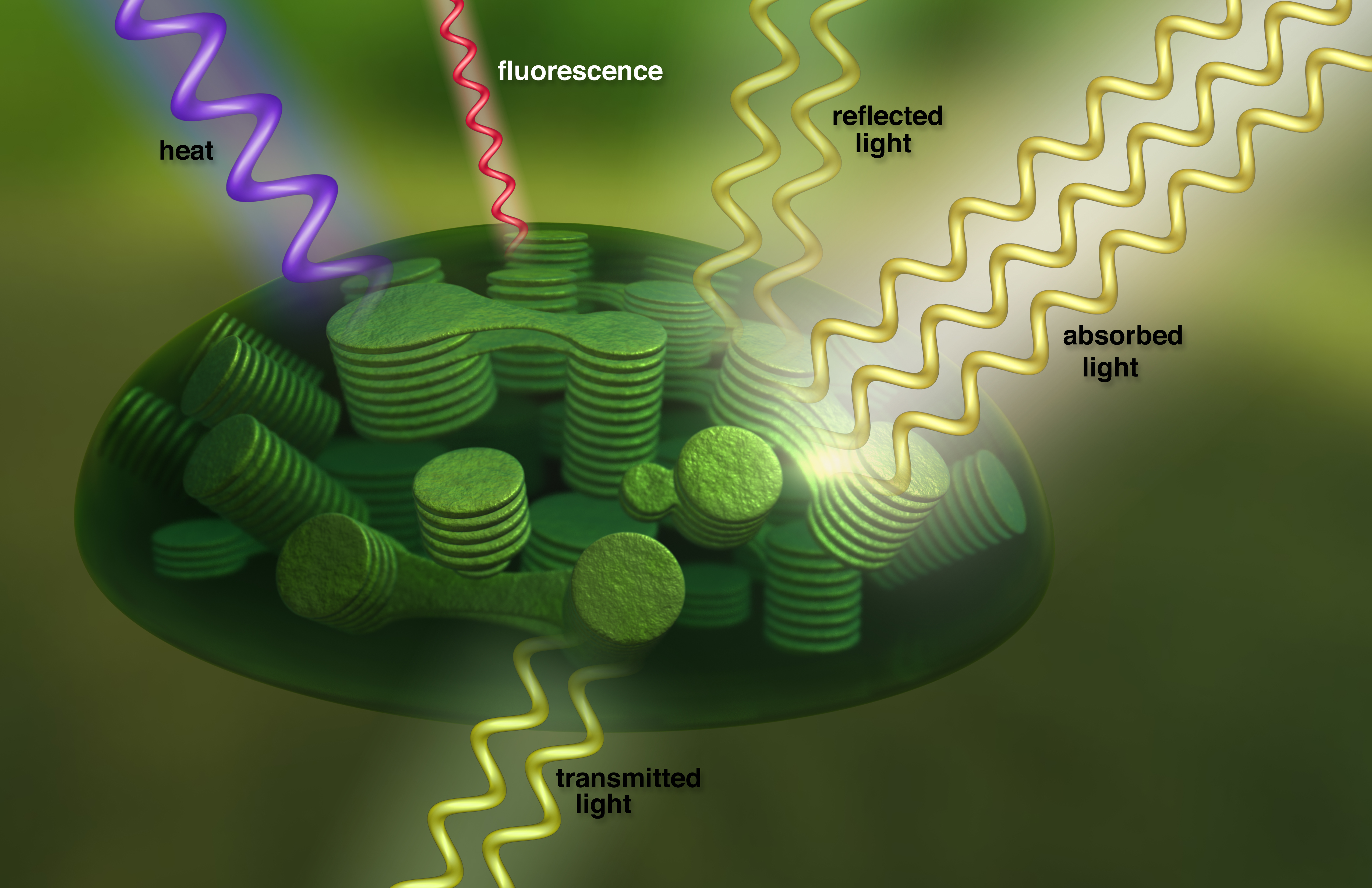 How do plants absorb light energy from the sun information