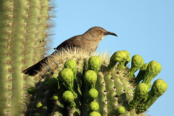 20 2559 toxostoma curvirostre arizona standard 600px