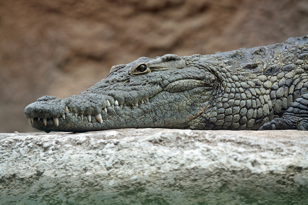 53 nile crocodile head 768px 90