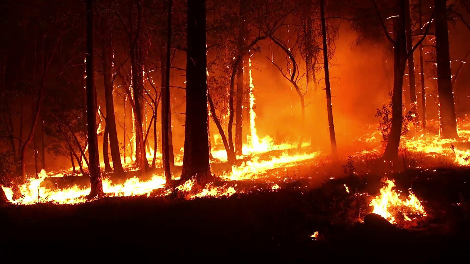 Australia forest fire essay in english