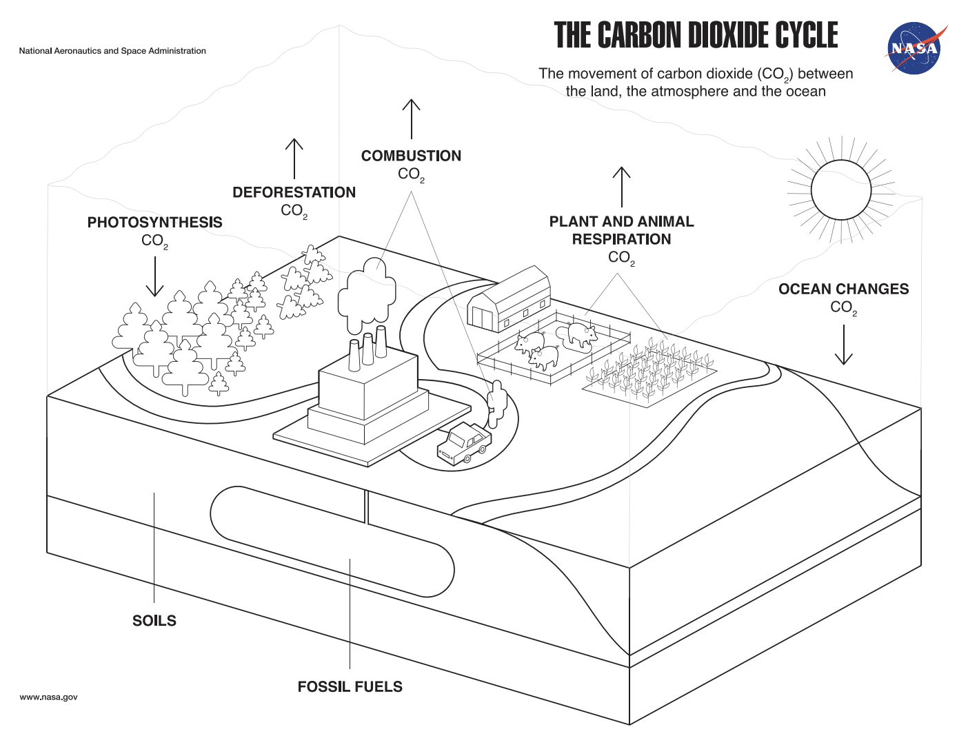 Coloring Page: The Carbon Dioxide Cycle – Climate Change: Vital Within Carbon Cycle Diagram Worksheet